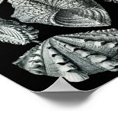 Ernst Haeckel Bivalvia markieren Schwarz & Weiß Poster (Ecke)