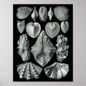 Ernst Haeckel Bivalvia markieren Schwarz & Weiß Poster (Vorne)