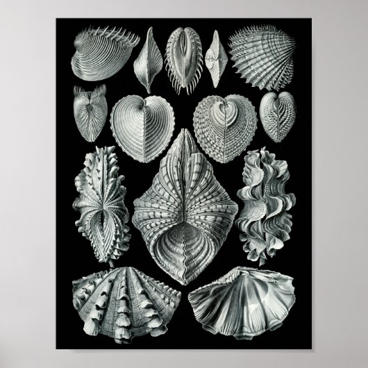 Ernst Haeckel Bivalvia markieren Schwarz & Weiß Poster (Vorne)