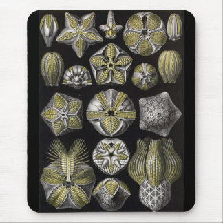 Ernst Haeckel - Blastoidea Mousepad