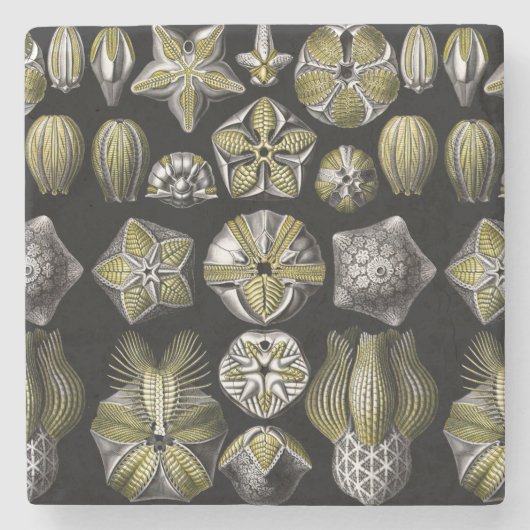 Ernst Haeckel Blastoidea Steinuntersetzer (Vorderseite)