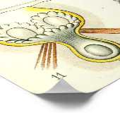 Ernst Haeckel - Bryozoa Poster (Ecke)