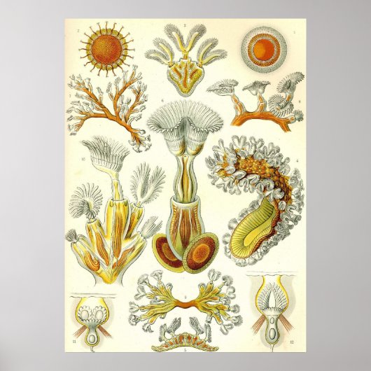 Ernst Haeckel - Bryozoa Poster (Vorne)