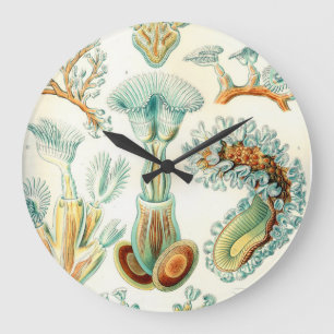 Ernst Haeckel Bryozoa Wirbellose Große Wanduhr