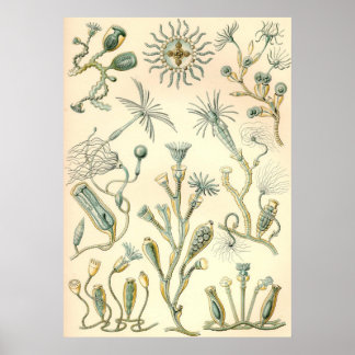 Ernst Haeckel - Campanariae Poster