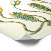 Ernst Haeckel Campanariae Poster (Ecke)