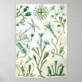 Ernst Haeckel Campanariae Poster (Vorne)