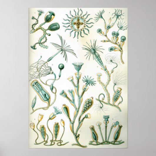 Ernst Haeckel Campanariae Poster (Vorne)