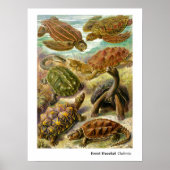 Ernst Haeckel Chelonia Poster (Vorne)