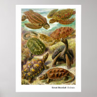 Ernst Haeckel Chelonia