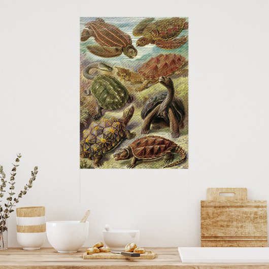 Ernst Haeckel - Chelonia Poster (Küche)