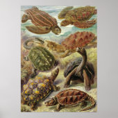 Ernst Haeckel - Chelonia Poster (Vorne)