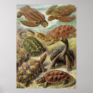 Ernst Haeckel - Chelonia Poster