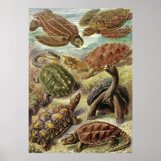 Ernst Haeckel - Chelonia Poster (Vorne)