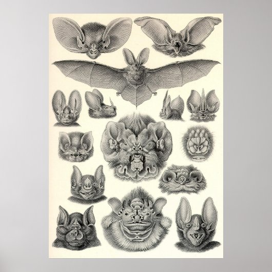 Ernst Haeckel - Chiroptera Bats Poster (Vorne)
