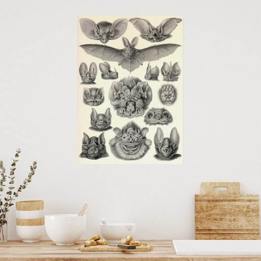 Ernst Haeckel - Chiroptera Bats Poster (Küche)