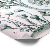 Ernst Haeckel Ciliata Poster (Ecke)