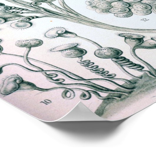 Ernst Haeckel Ciliata Poster (Ecke)