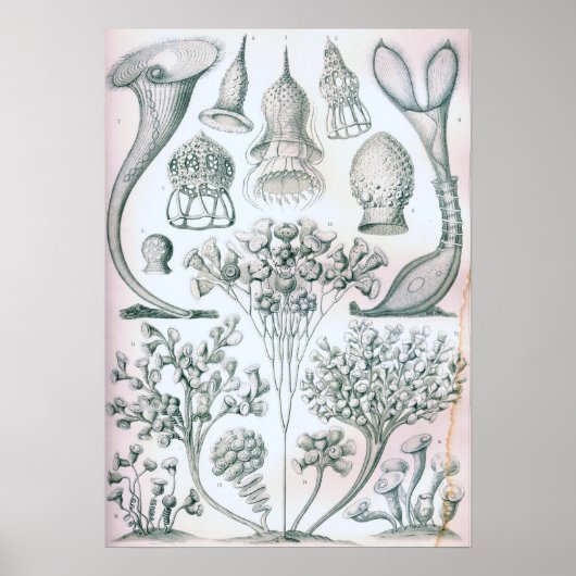 Ernst Haeckel Ciliata Poster (Vorne)