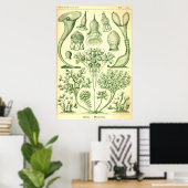 Ernst Haeckel Ciliata Poster (Heimbüro)