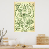 Ernst Haeckel Ciliata Poster (Küche)