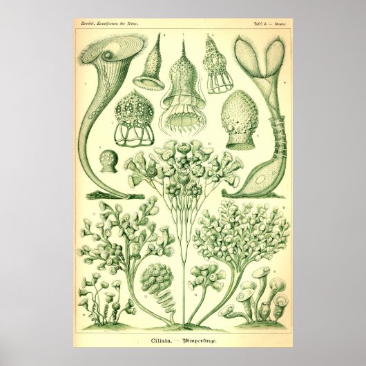 Ernst Haeckel Ciliata Poster (Vorne)