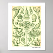 Ernst Haeckel Ciliata Poster (Vorne)