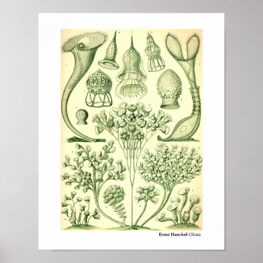 Ernst Haeckel Ciliata Poster (Vorne)