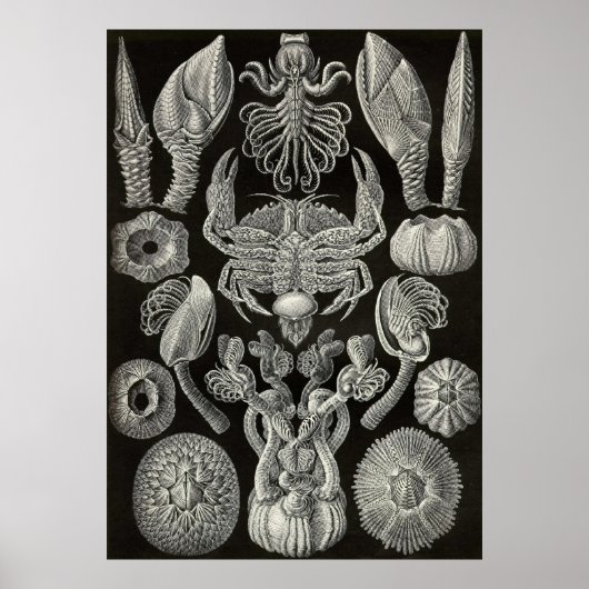 Ernst Haeckel - Cirripedia Poster (Vorne)