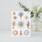 Ernst Haeckel Colorful Siphonophorae 2 Postkarte (Stehend Vorderseite)