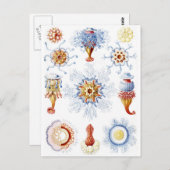 Ernst Haeckel Colorful Siphonophorae 2 Postkarte (Vorne/Hinten)