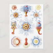 Ernst Haeckel Colorful Siphonophorae 2 Postkarte (Vorderseite)