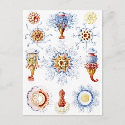 Ernst Haeckel Colorful Siphonophorae 2 Postkarte (Vorderseite)