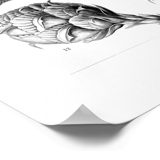 Ernst Haeckel Coniferae Black und White Poster (Ecke)