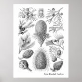 Ernst Haeckel Coniferae Black und White Poster (Vorne)