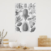 Ernst Haeckel - Coniferae Poster (Küche)