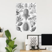 Ernst Haeckel - Coniferae Poster (Heimbüro)