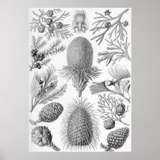 Ernst Haeckel - Coniferae Poster