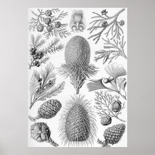Ernst Haeckel - Coniferae Poster (Vorne)