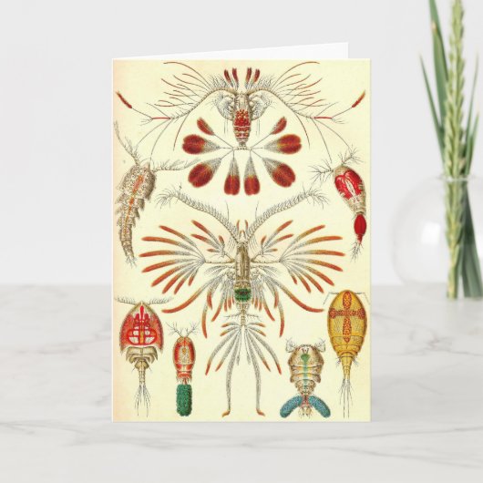 Ernst Haeckel - Copepoda Karte (Vorderseite)