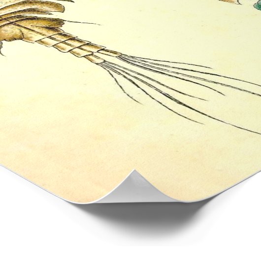Ernst Haeckel - Copepoda Poster (Ecke)