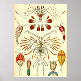 Ernst Haeckel - Copepoda Poster