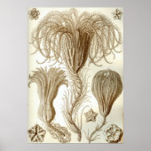 Ernst Haeckel Crinoidea feather stars Poster (Vorne)