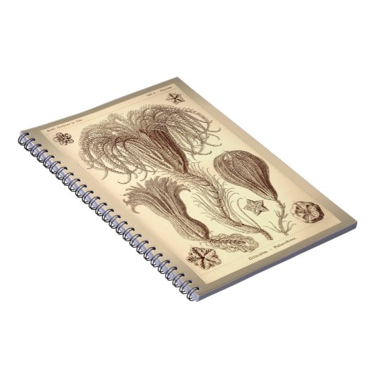 Ernst Haeckel- Crinoids Notizblock (Rechte Seite)