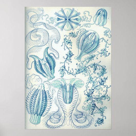 Ernst Haeckel Ctenophorae Jellyfish Poster (Vorne)