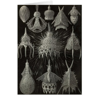 Ernst Haeckel - Cyrtoidea Karte
