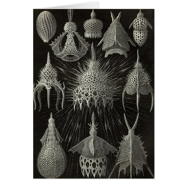 Ernst Haeckel - Cyrtoidea Karte (Vorne)