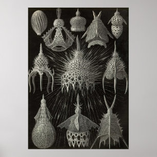Ernst Haeckel - Cyrtoidea Plakat