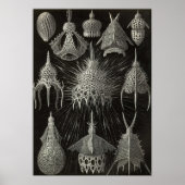 Ernst Haeckel - Cyrtoidea Poster (Vorne)