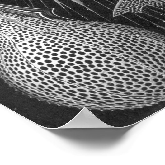 Ernst Haeckel Cyrtoidea Poster (Ecke)